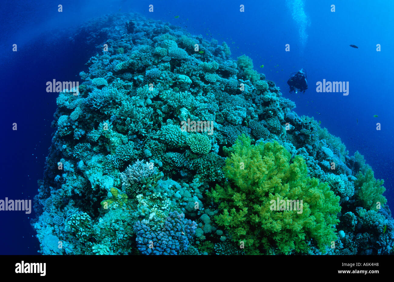 scuba diver at the edge of the Blue Hole in Dahab Stock Photo