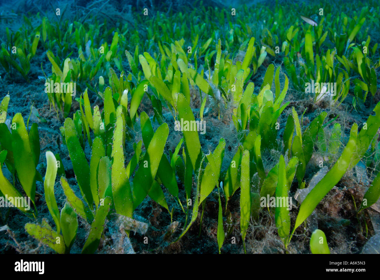 Mediterranean Caulerpa prolifera Stock Photo