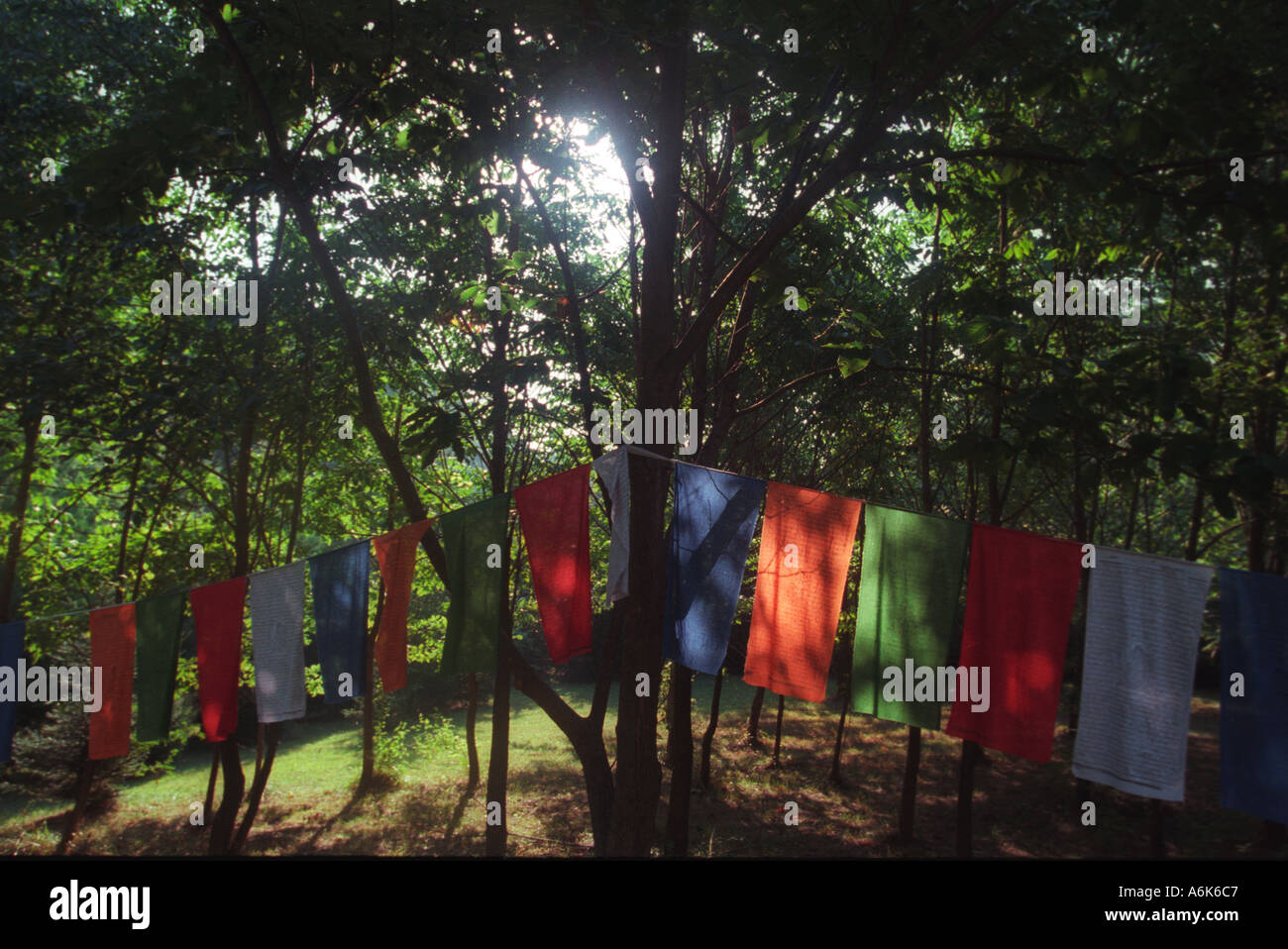 Tibetan prayer flags hang in a forest Stock Photo Alamy
