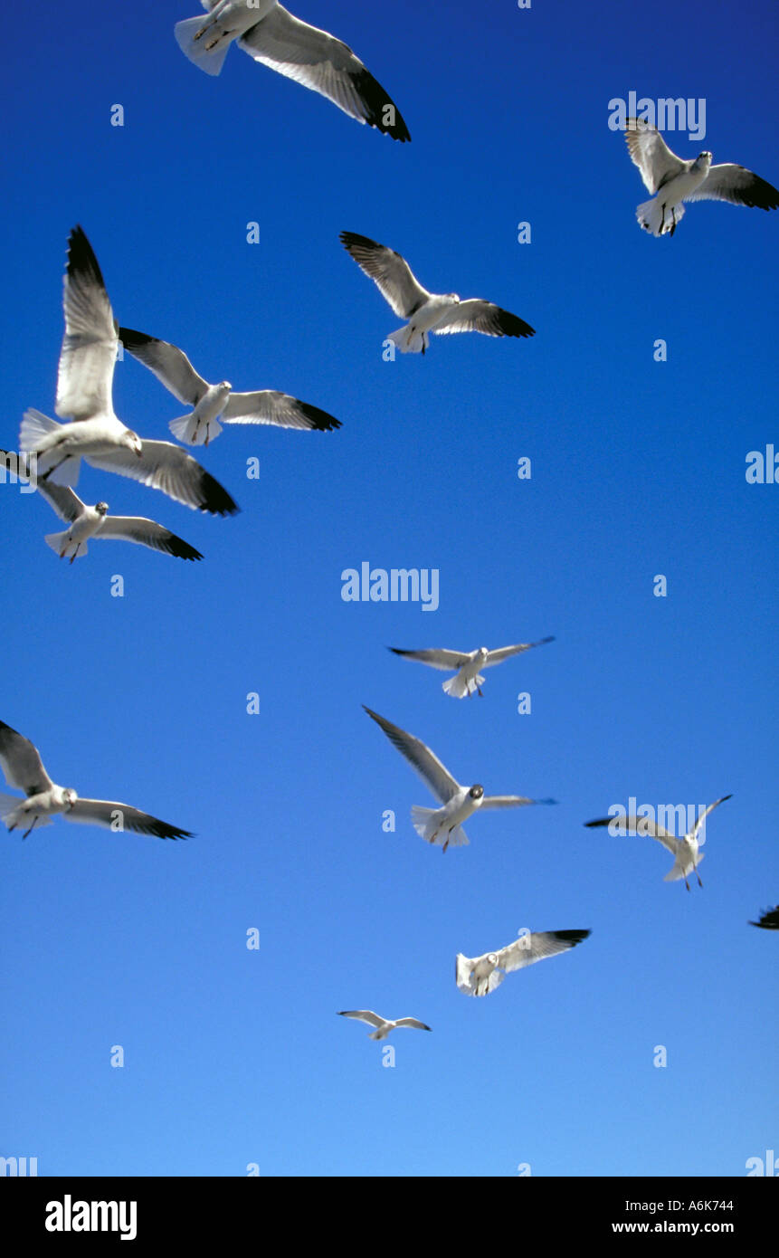 Birds of alabama hi-res stock photography and images - Alamy