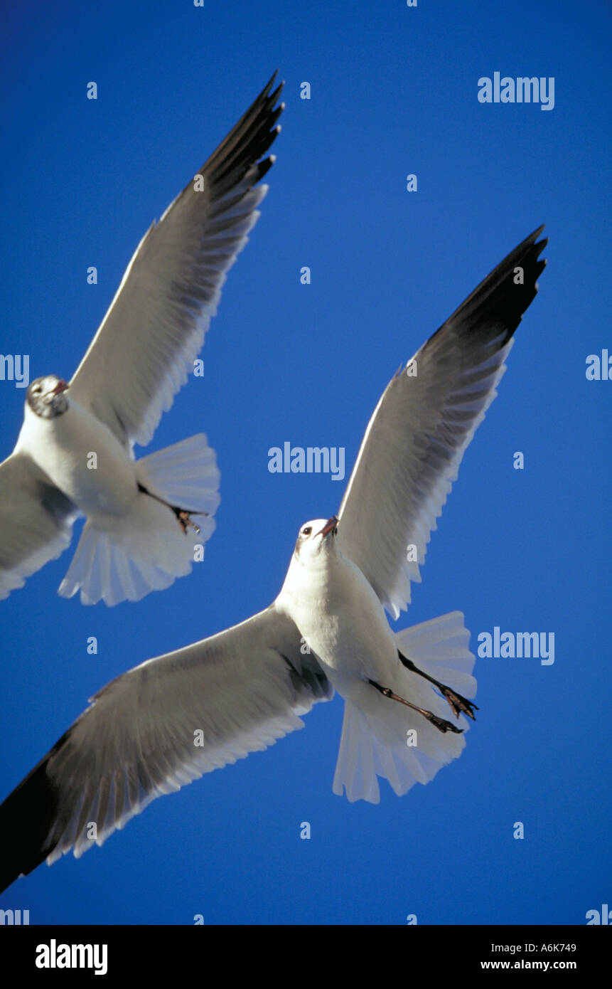 Birds of alabama hi-res stock photography and images - Alamy