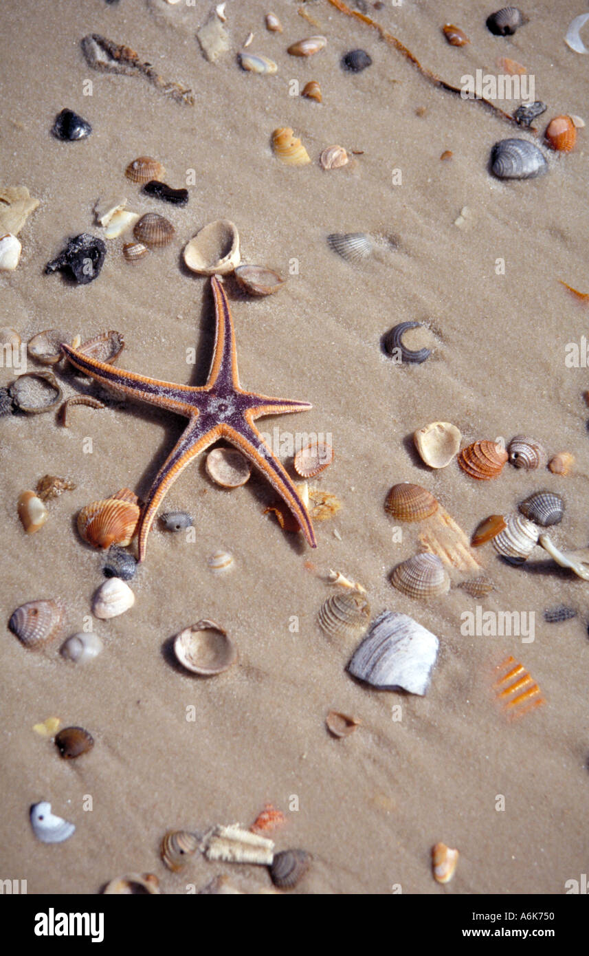 Shells Gulf Shores Alabama Stock Photo Alamy