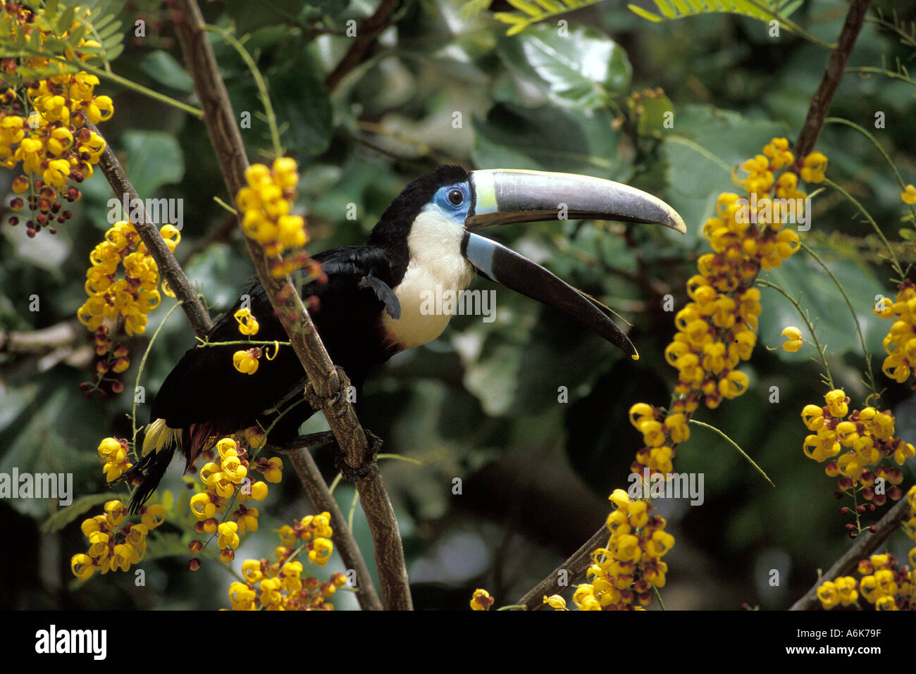 BIRD TOUCAN Cuvier s Stock Photo - Alamy