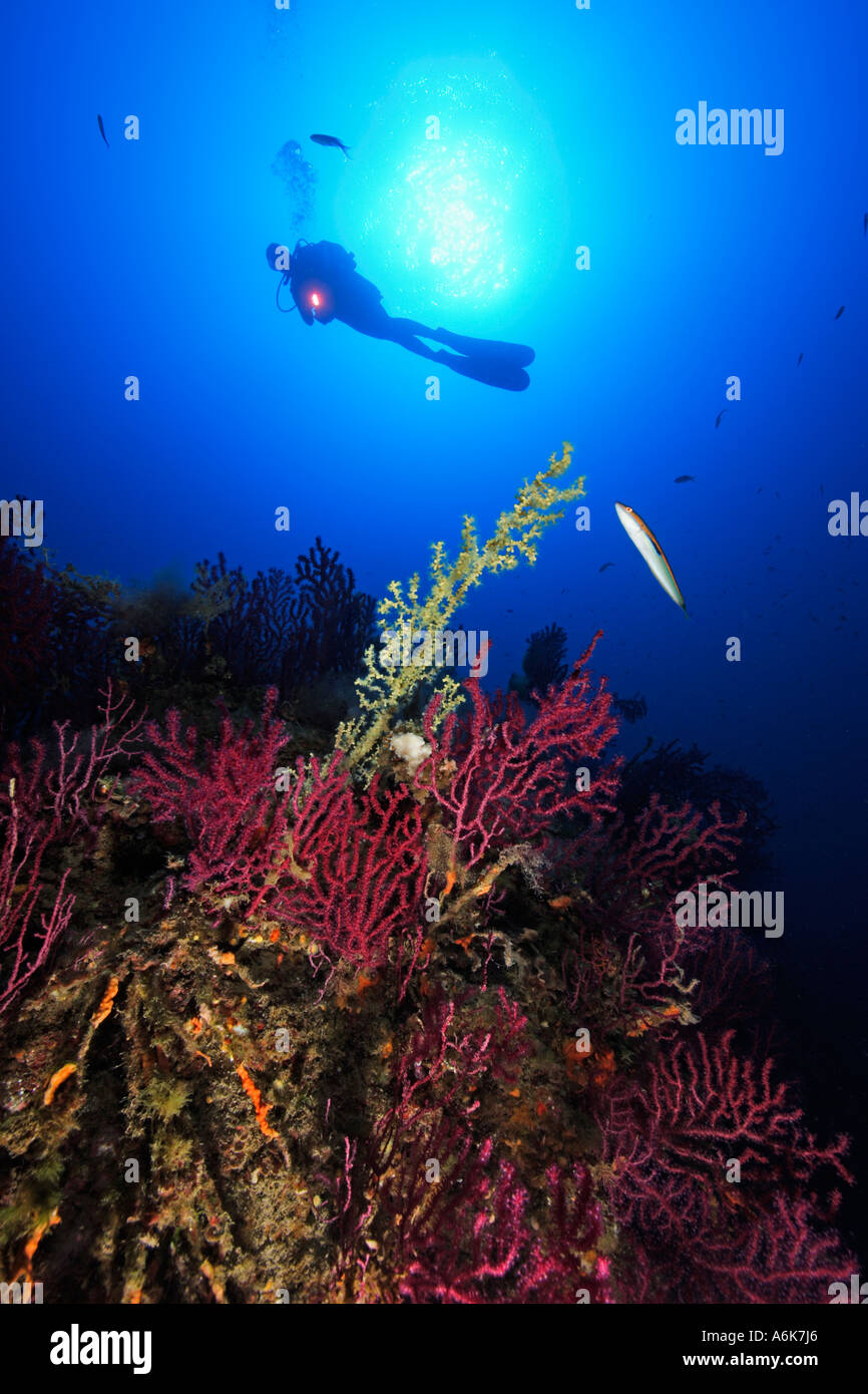 scuba diver on reef with red gorgonians, Elba Italy Mediterranean sea Stock Photo