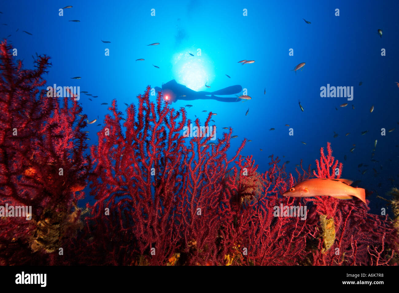 scuba diver on reef with red gorgonians Paramuricea clavata Stock Photo