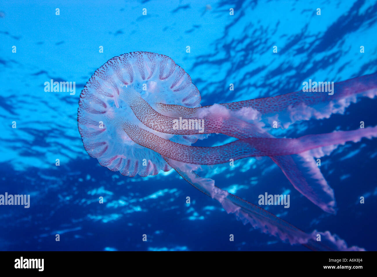Luminescent jellyfish, Pelagia noctiluca, Elba Italy Mediterranean sea Stock Photo