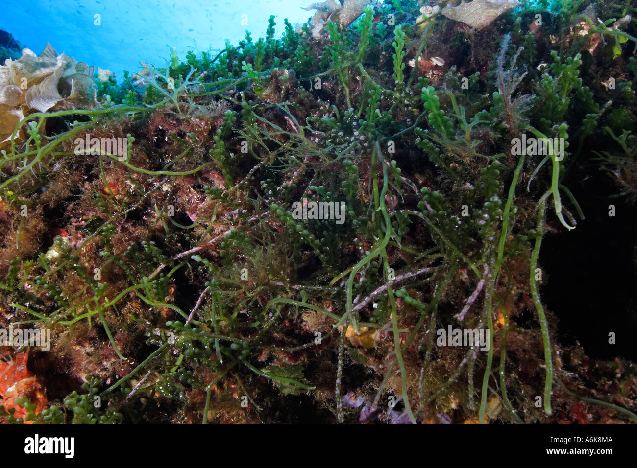 proliferating green algae ,Caulerpa racemosa, Elba Italy Mediterranean sea Stock Photo