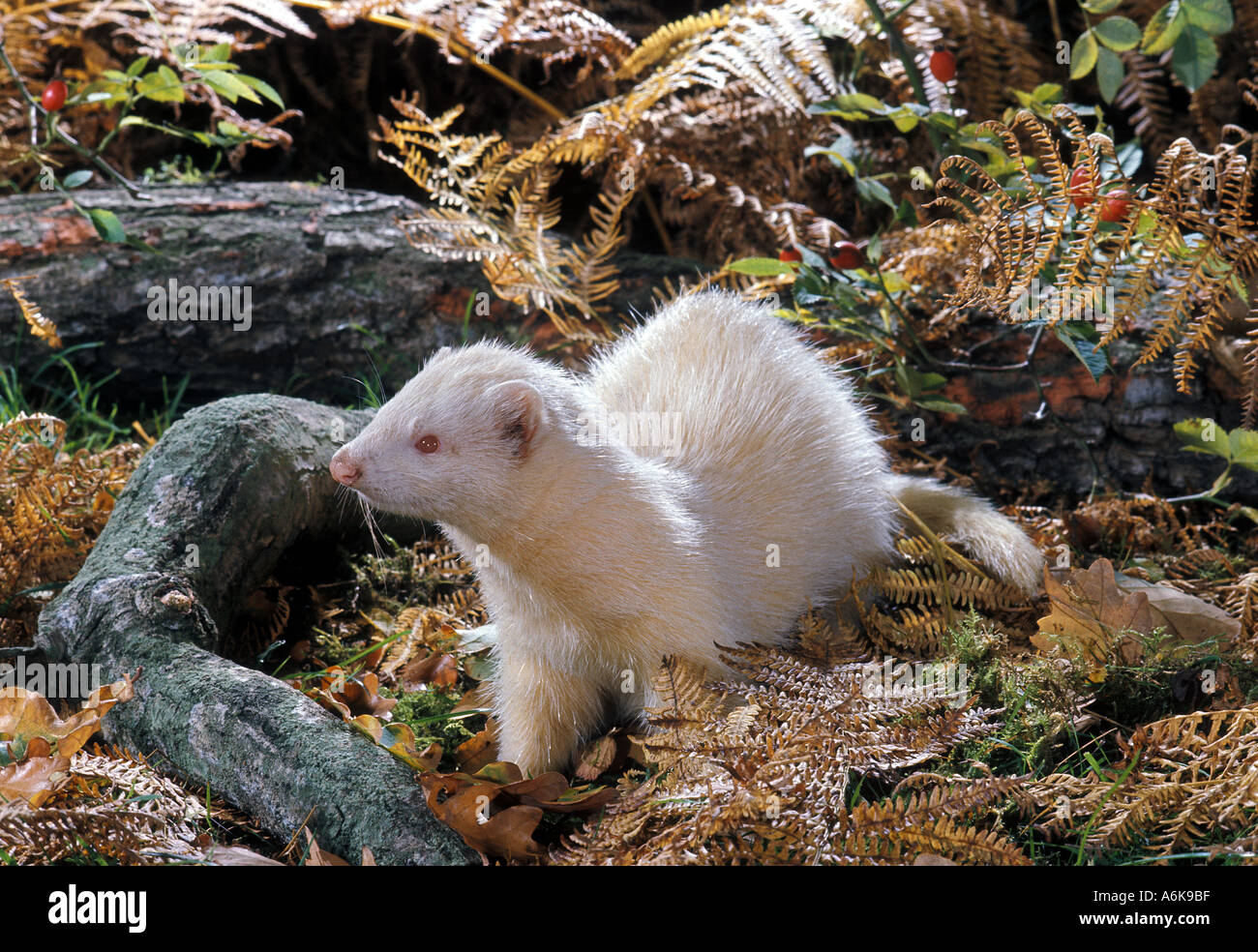 MAMMAL ALBINO Ferret Stock Photo