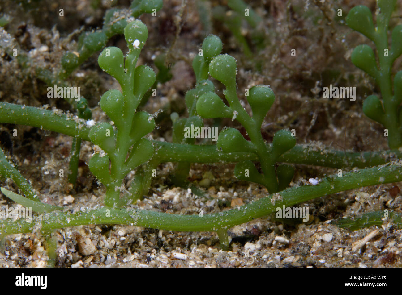 seafloor overgrown by the green algae Caulerpa racemosa Stock Photo