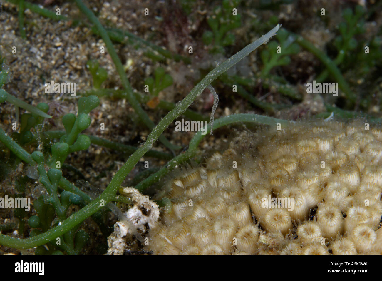 seafloor overgrown by the green algae Caulerpa racemosa Stock Photo