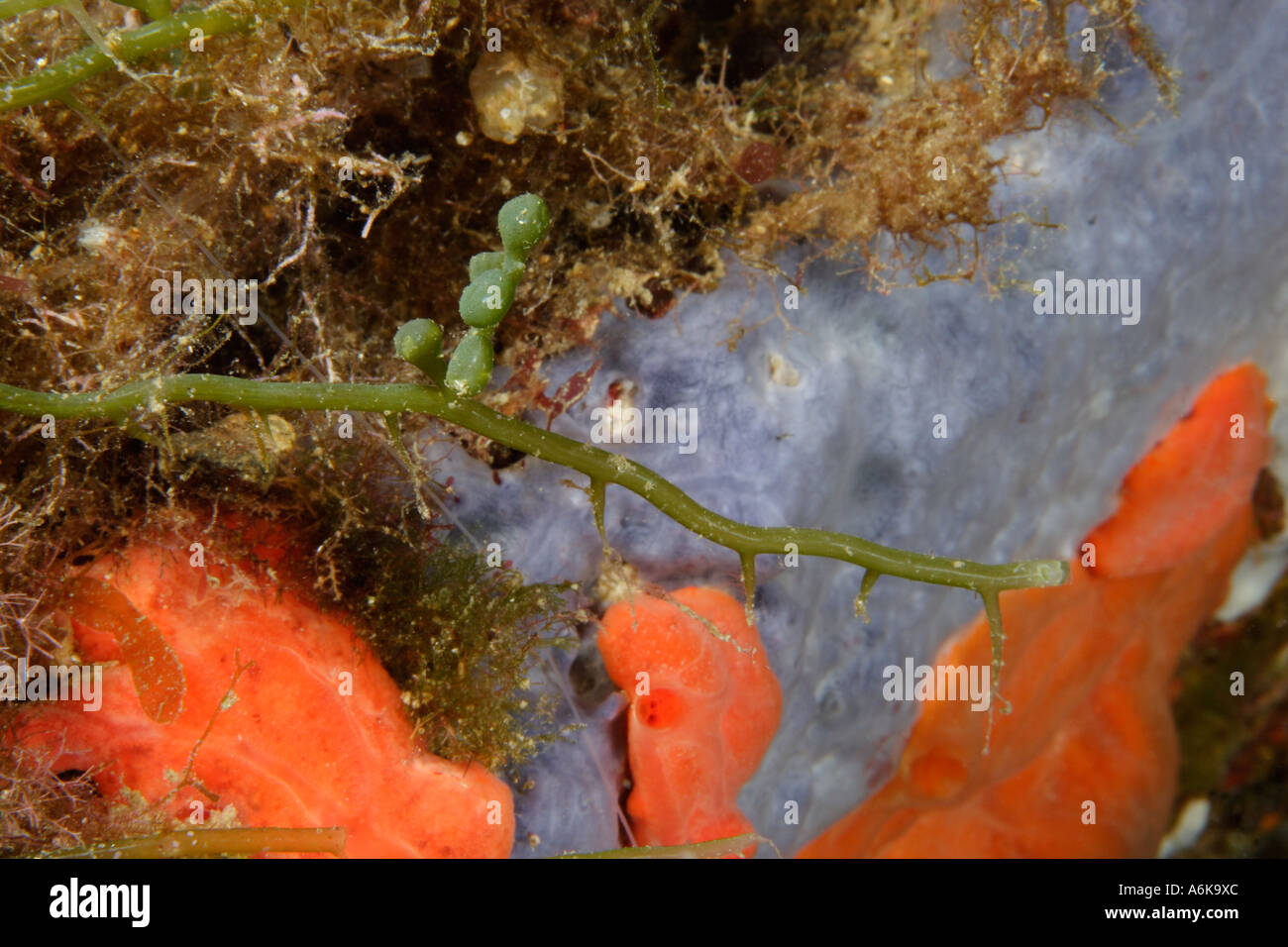 seafloor overgrown by the green algae Caulerpa racemosa Stock Photo
