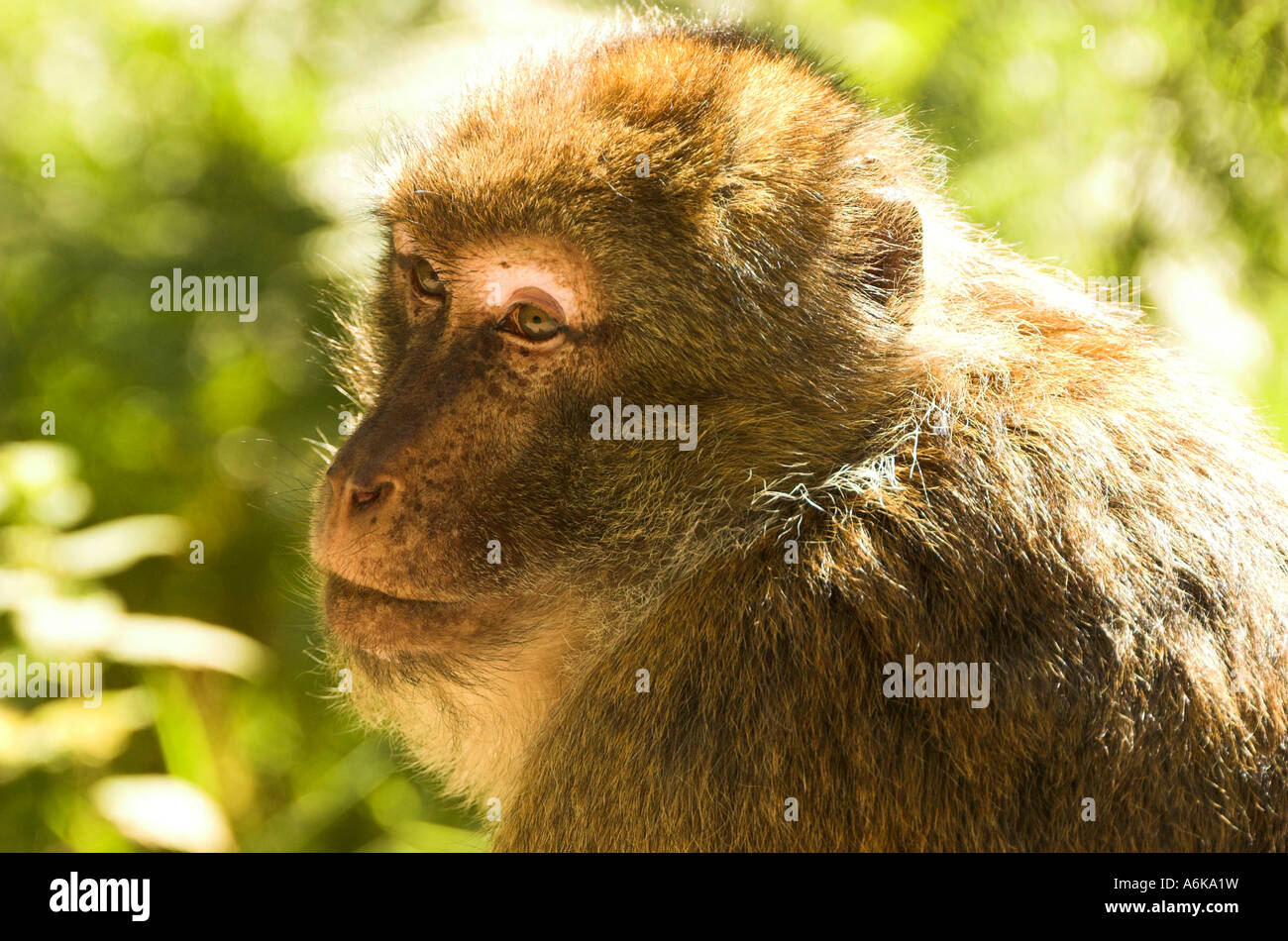 Macaque habitat protection hi-res stock photography and images - Alamy