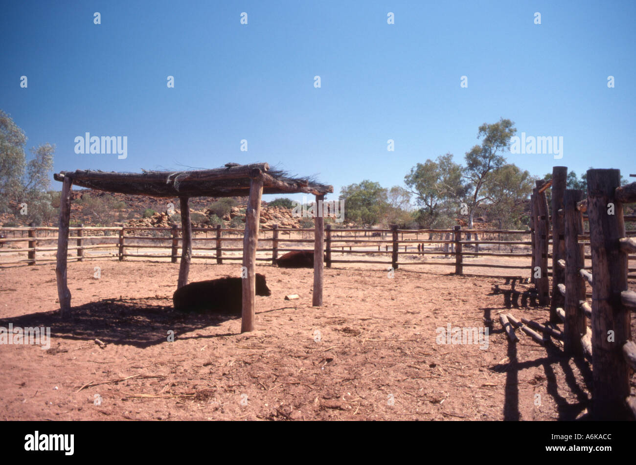 Cattle in shade Northern Territory Australia Stock Photo