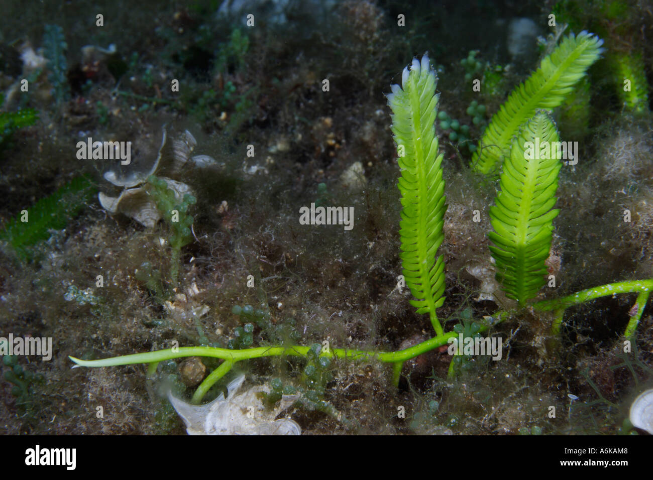Killer algae hi-res stock photography and images - Alamy