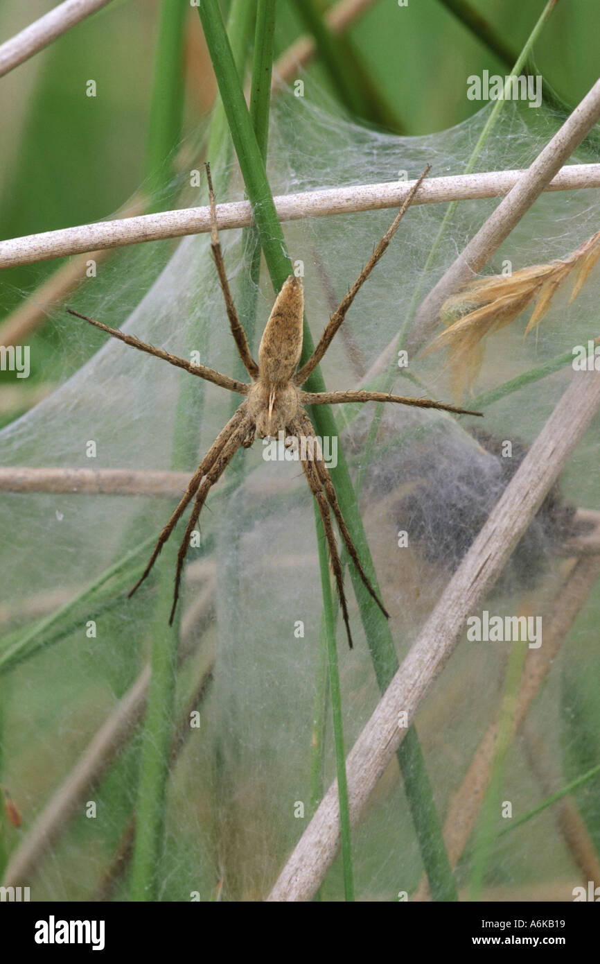 Nursery Web Spider Pisaura mirabilis Stock Photo
