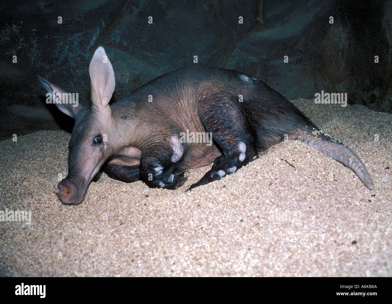 MAMMAL AARDVARK S African Stock Photo - Alamy