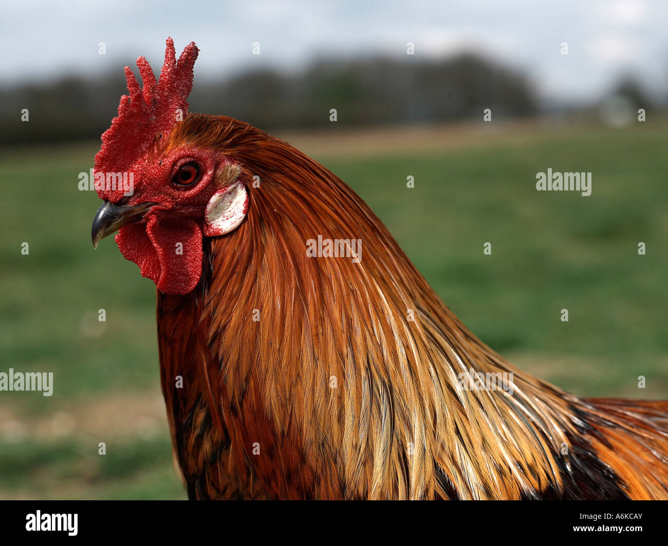 A headshot of a red and black rooster. Stock Photo