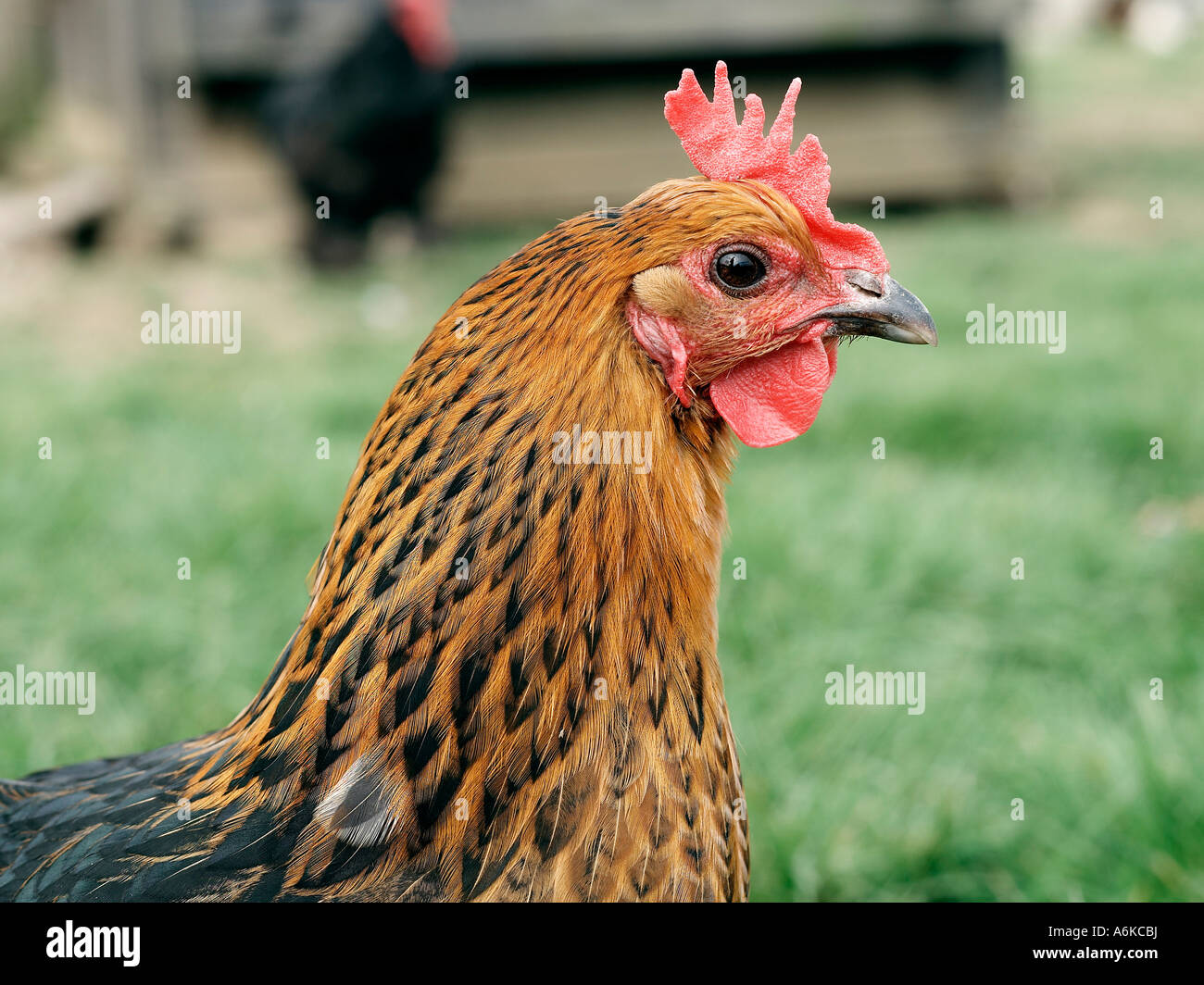 A headshot of an orange rooster. Stock Photo
