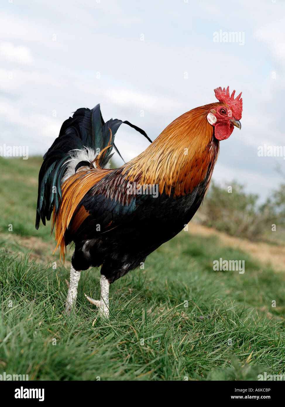 A red and black rooster in the middle of a green field. Stock Photo