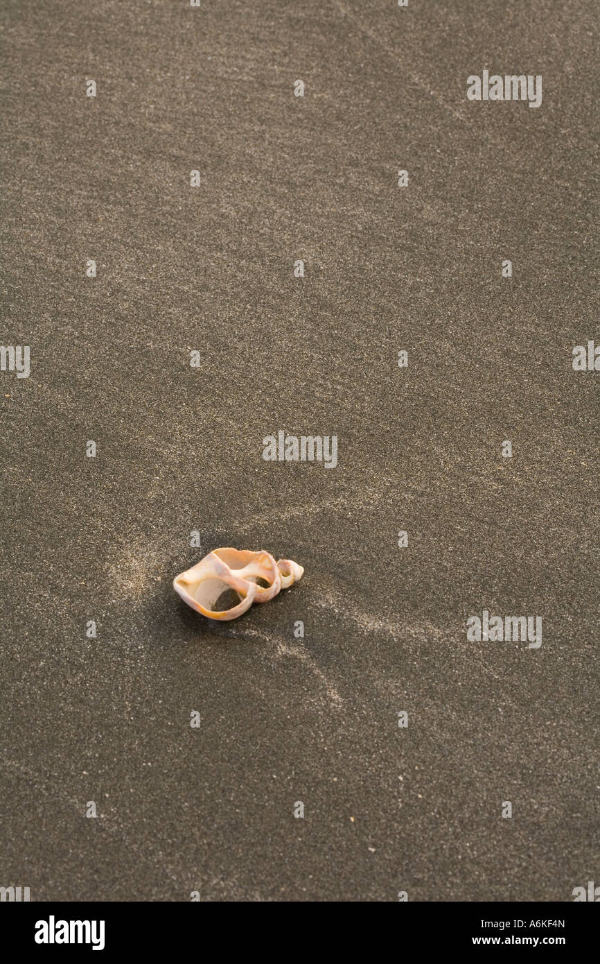 Shell on sandy beach, Isle of Mull, Scotland Stock Photo - Alamy
