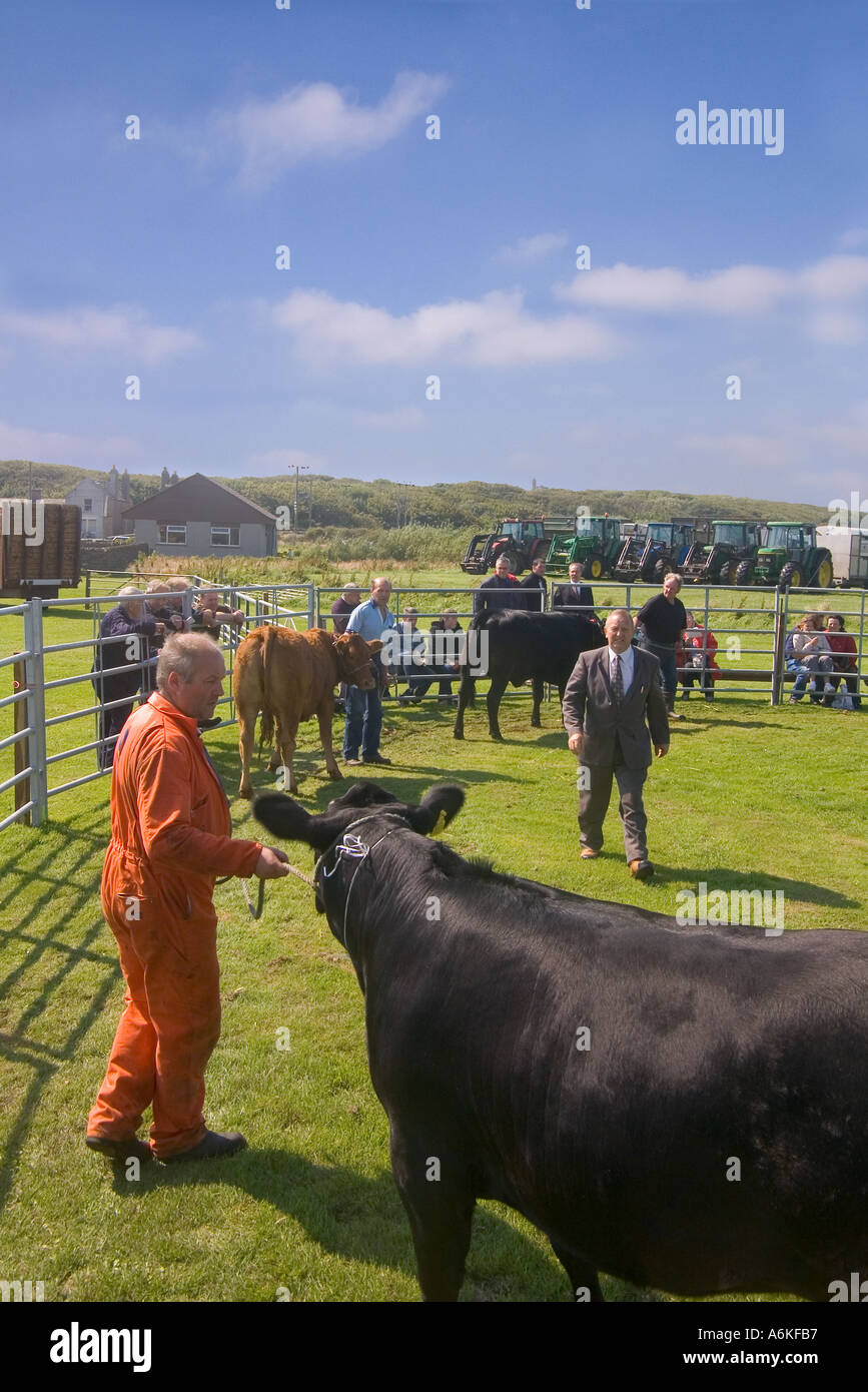 dh Annual Cattle Show SHAPINSAY ORKNEY Judge judging beef cows at agricultural show Stock Photo