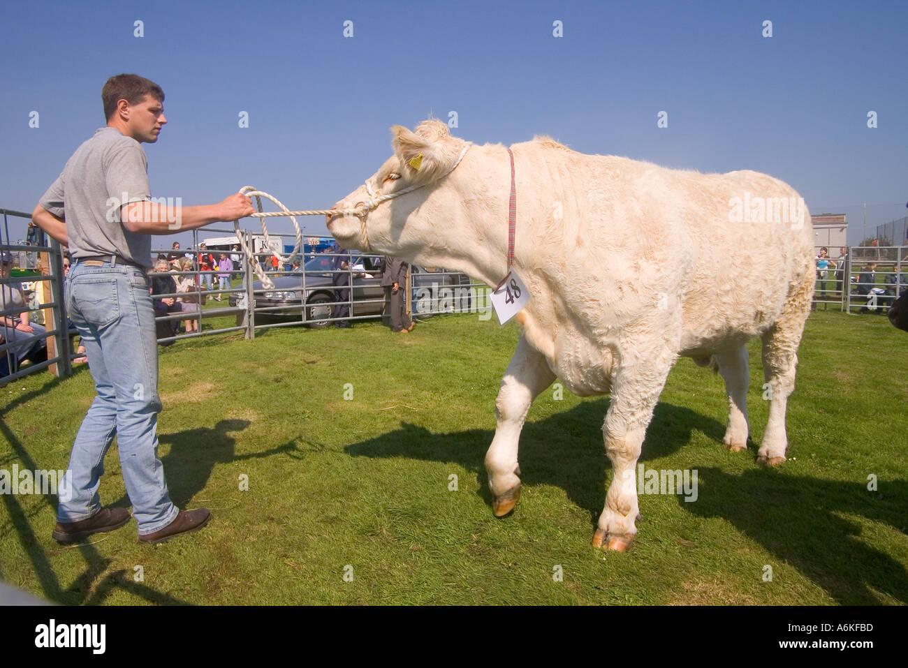 dh Annual Cattle Show SHAPINSAY ORKNEY Beef cow in ring Charolais Heifer  at agricultural show Stock Photo