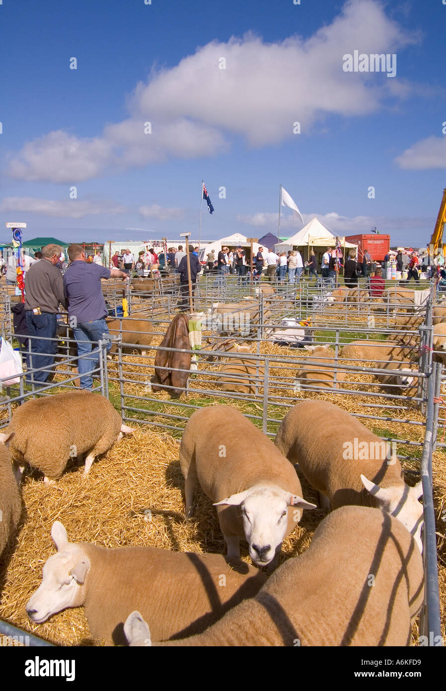 dh County Show KIRKWALL ORKNEY Display of Texel gimmer ewe sheep in livestock pen show ground agriculture farm pens flock uk Stock Photo