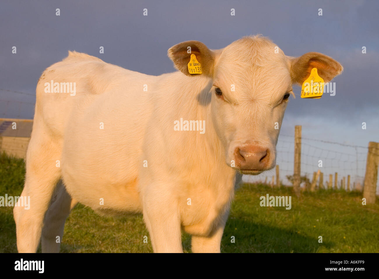dh Calf ANIMALS FARMING White haired young beef cow calf Stock Photo