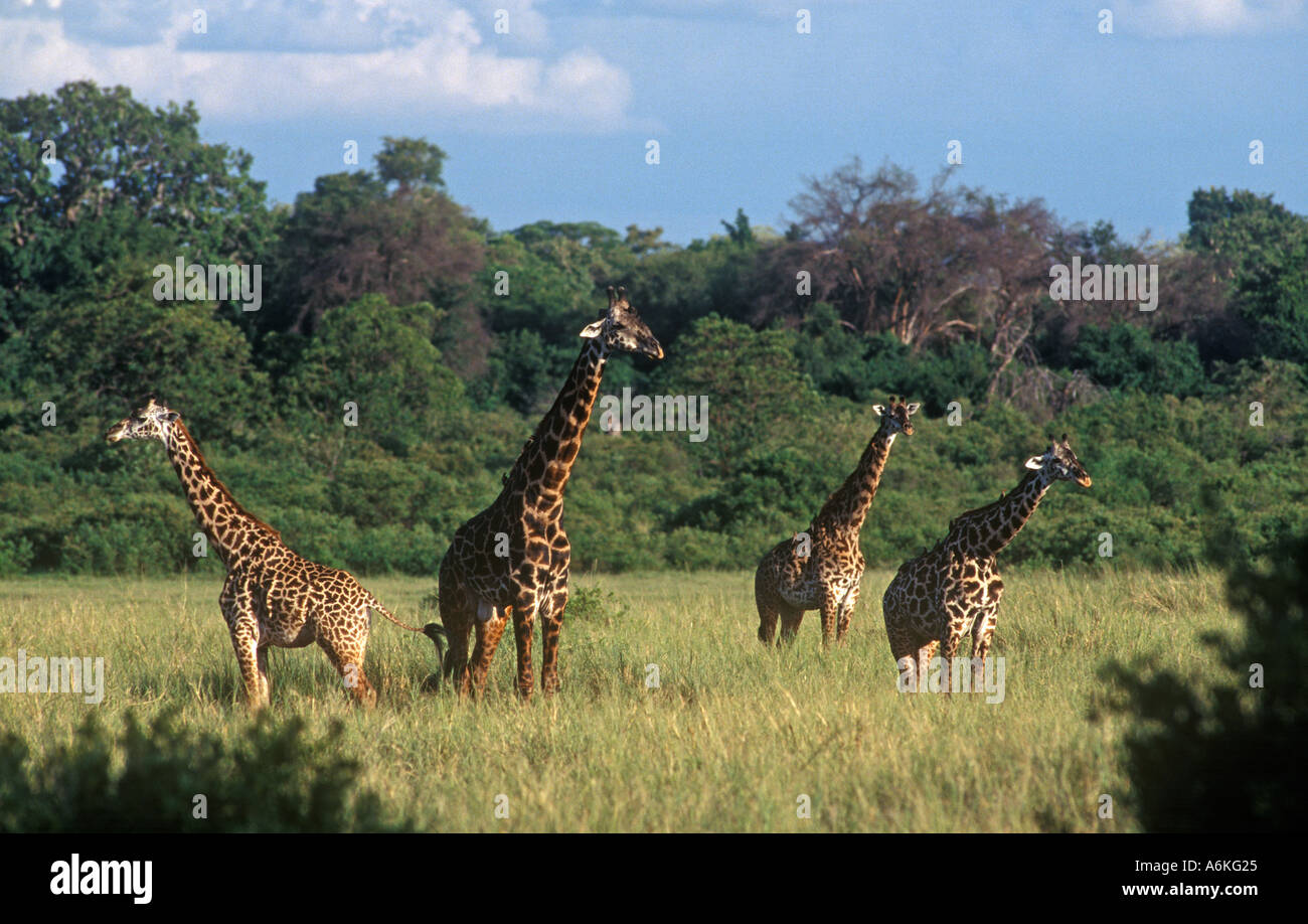 Male MASSAI GIRAFFE Giraffe Camelopardalis can weigh as much as 4250
