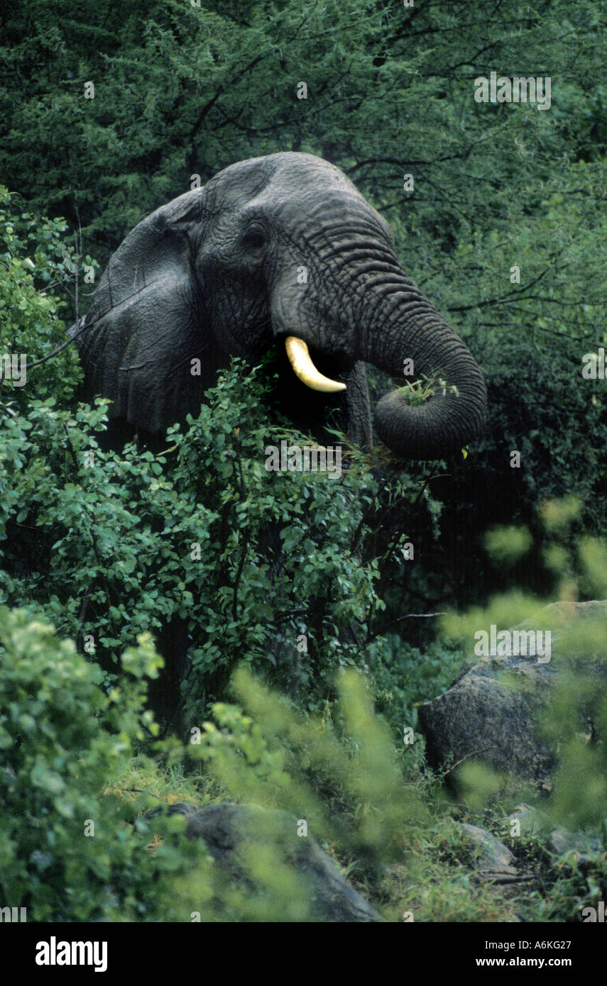 An old bull ELEPHANT Loxodanta Africana can live to be 70 years old and weigh as much as 13 200 Lb LAKE MANYARA NP Stock Photo
