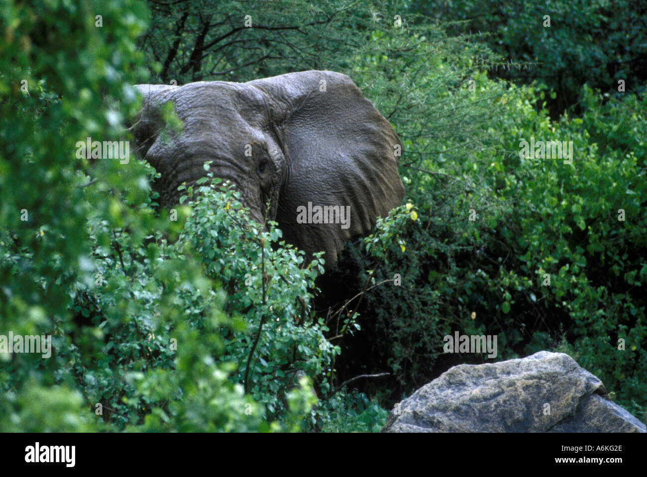 An old bull ELEPHANT Loxodanta Africana can live to be 70 years old and weigh as much as 13 200 Lb LAKE MANYARA NP Stock Photo