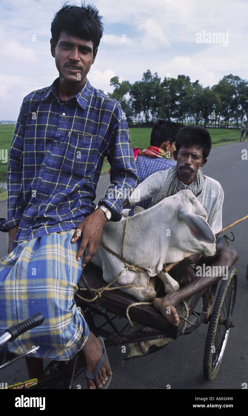 Men transporting livestock on a cart in West Bengal, India Stock Photo
