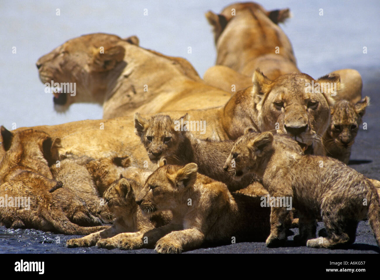 A pride of LIONESSES Panthera Leo babysit their cubs NGORONGORO CRATER ...