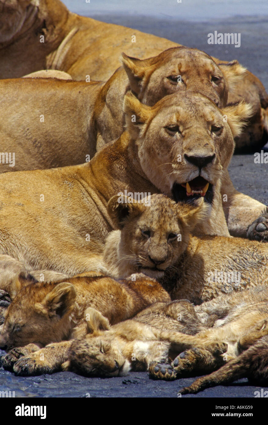 A pride of LIONESSES Panthera Leo baby sit their cubs NGORONGORO CRATER ...