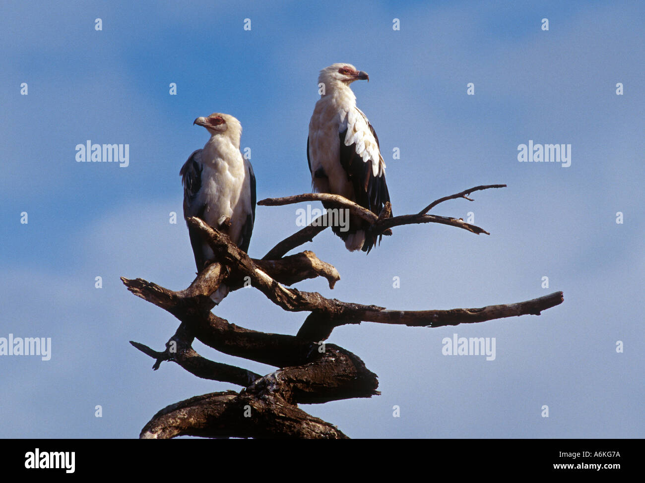 A pair of PALM VULTURES roost on a dead tree LAKE MANYARA NATIONAL PARK