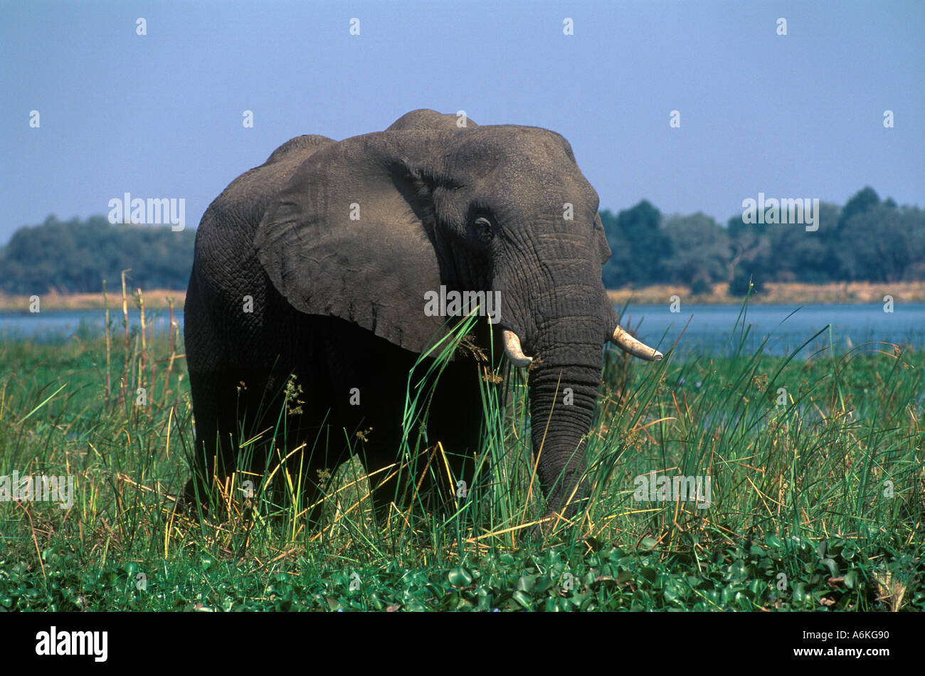 An AFRICAN ELEPHANT Loxodanta Africana forages in the shallows of the ZAMBEZI RIVER ZIMBABWE Stock Photo