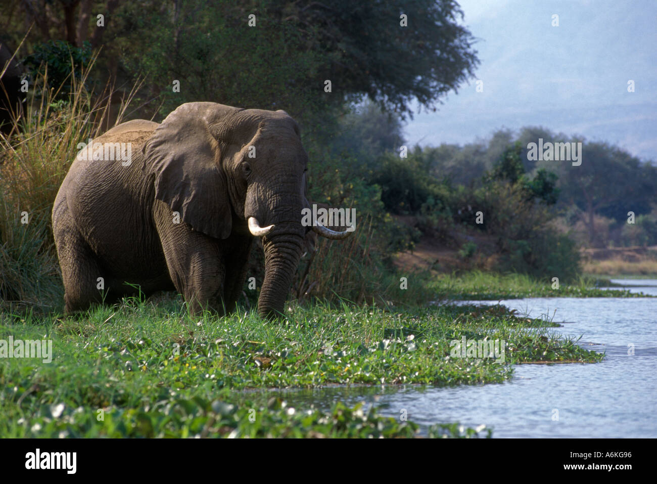 An AFRICAN ELEPHANT forages along the bank of the ZAMBEZI RIVER ZIMBABWE Stock Photo