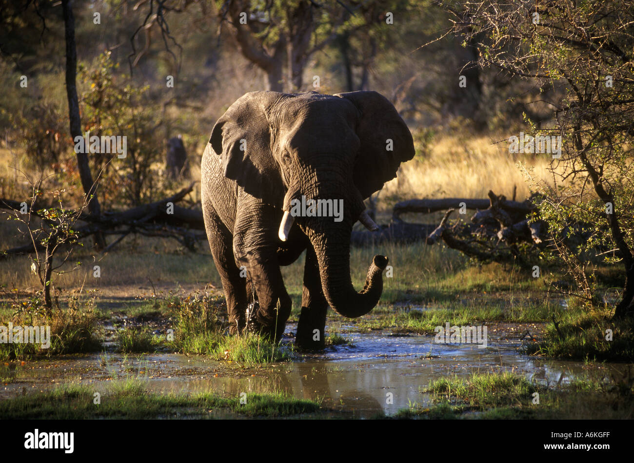 An AFRICAN ELEPHANT Loxodanta Africana walking across the OKAVANGO DELTA BOTSWANA Stock Photo