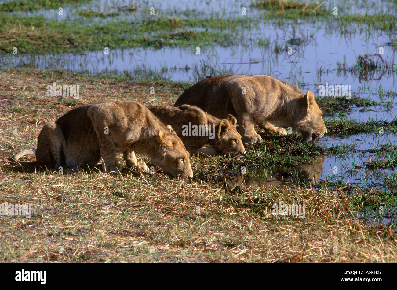 Young LIONS Panthera Leo drink in the warm afternoon sun MOREMI GAME ...