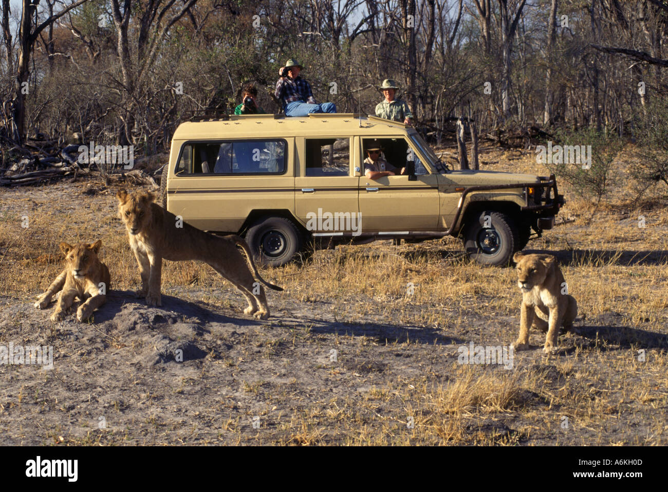 Watching a pride of young LIONS Panthera Leo form the safety of a ...