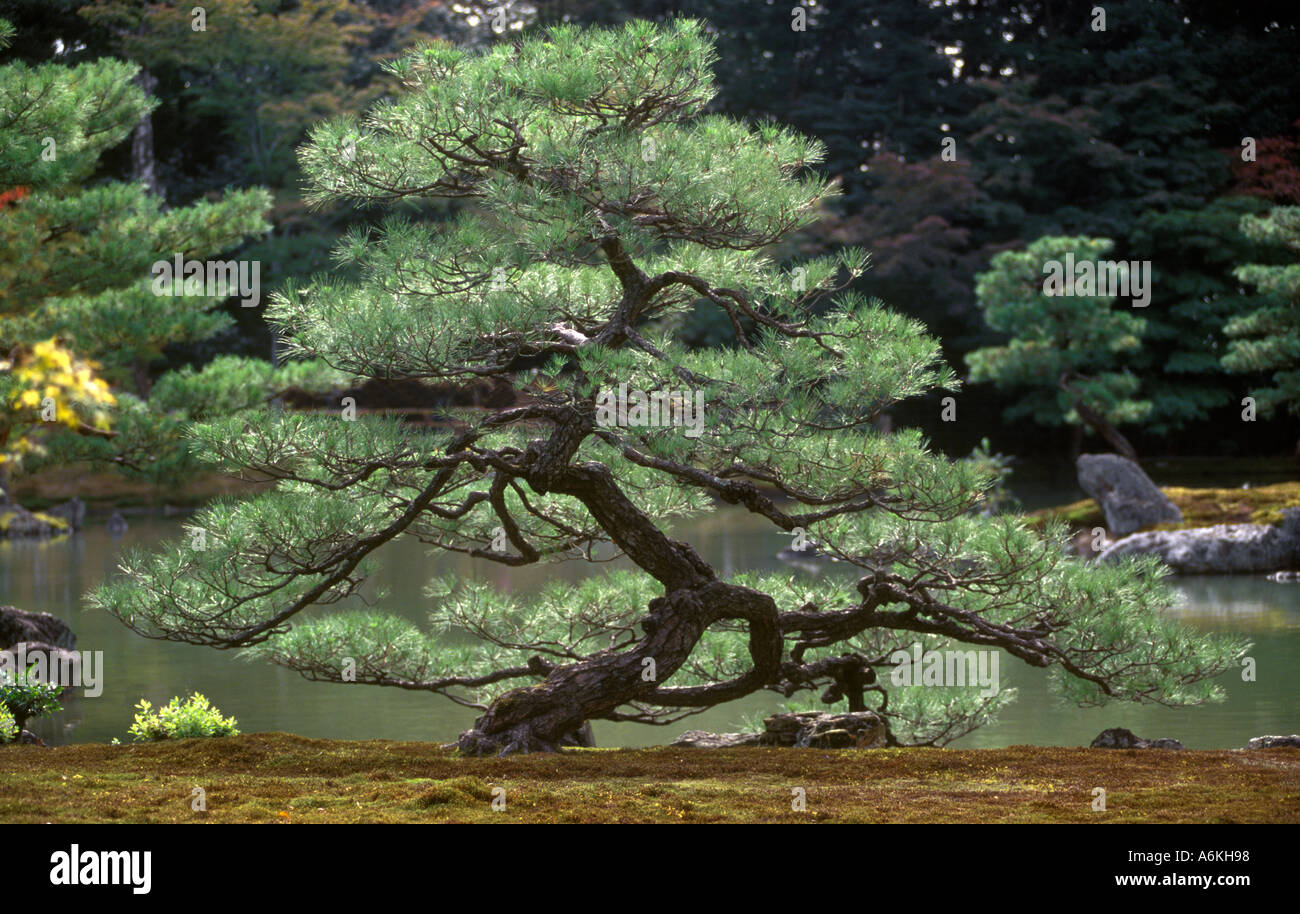 Beautifully formed PINE TREE in the garden of KINKAKUJU THE GOLDEN PAVILLION KYOTO JAPAN Stock Photo