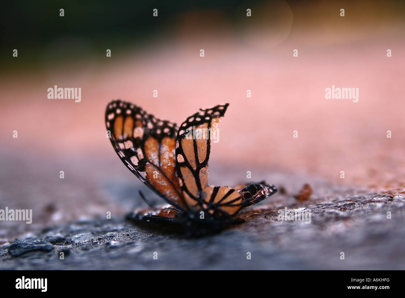 Dead Monarch butterfly with broken wing Stock Photo Alamy