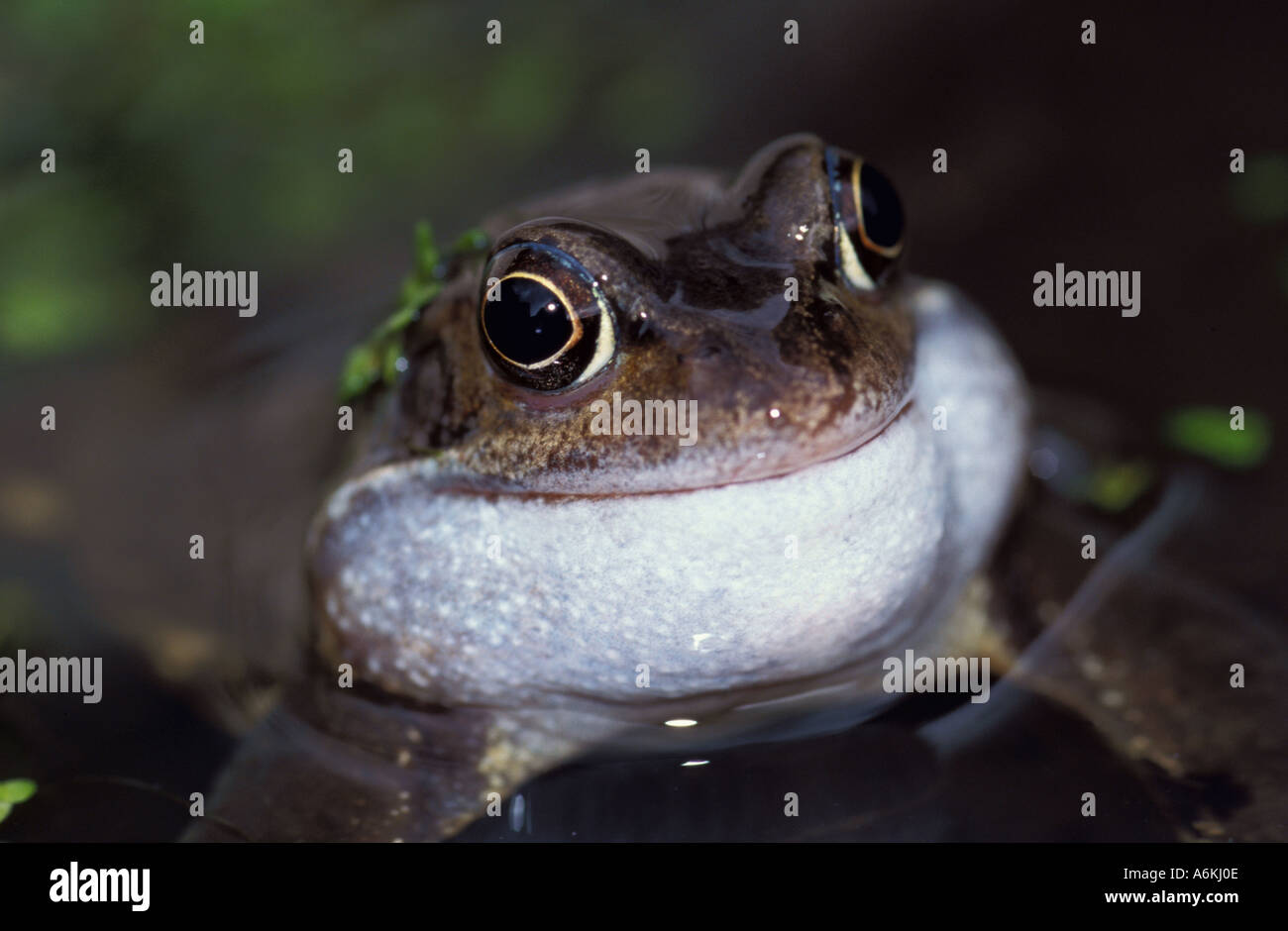 Inflated cheeks hires stock photography and images Alamy