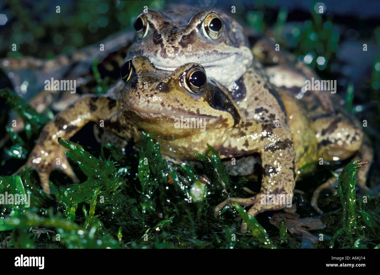 Common frog Rana temporaria pair of frogs mating in amplexus UK Stock Photo - Alamy