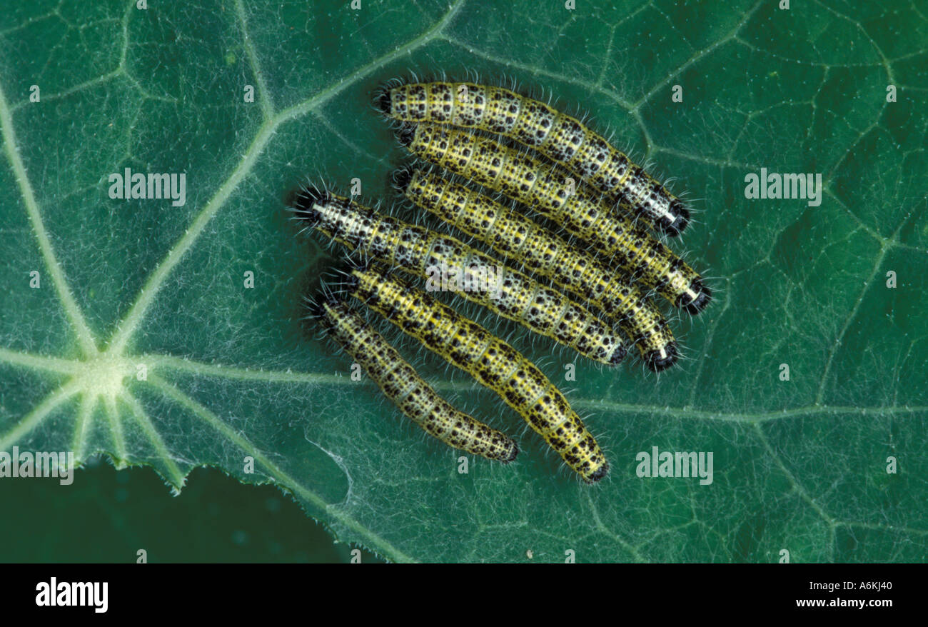 Large White Butterfly Pieris brassicae caterpillars UK Stock Photo - Alamy