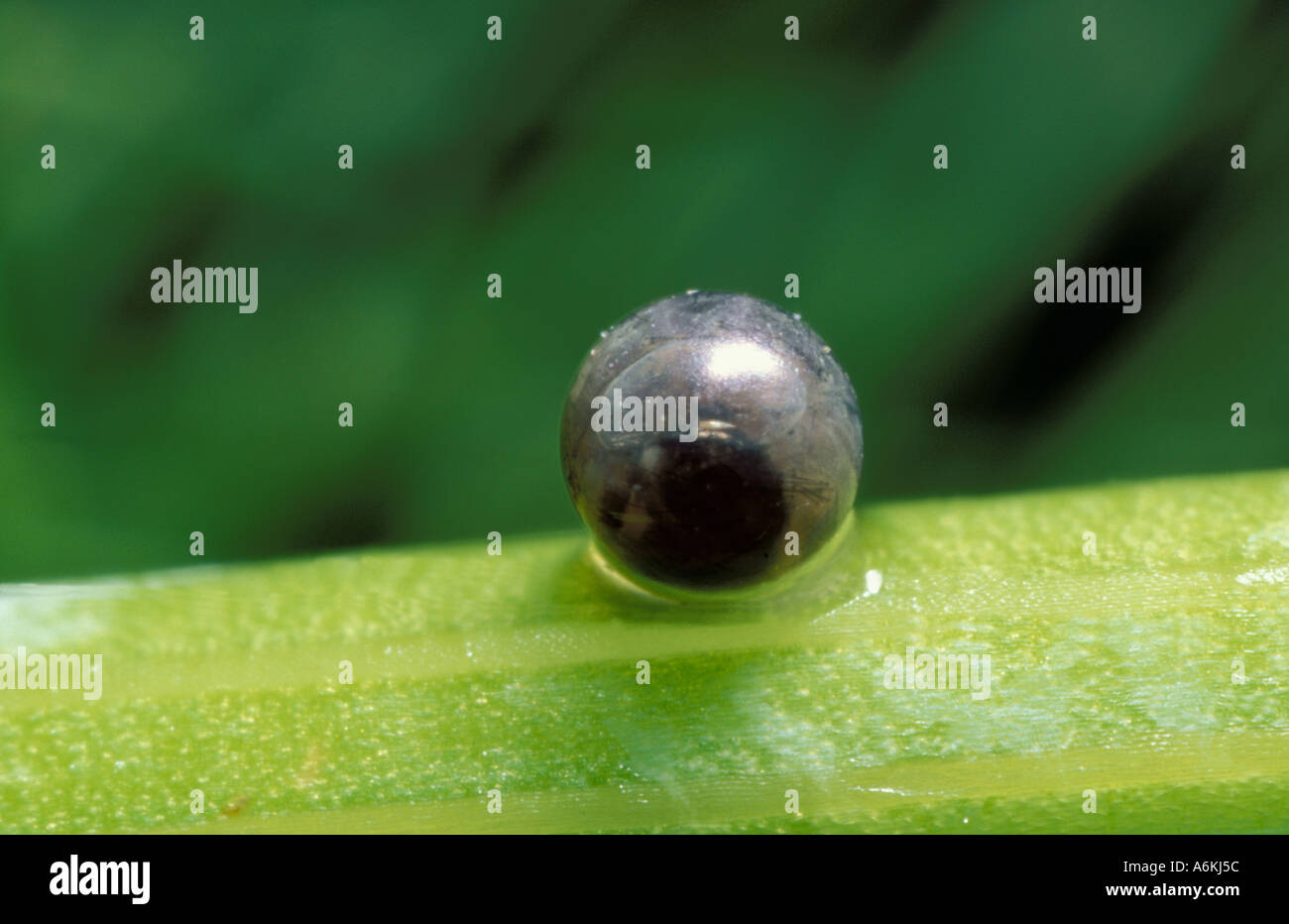 Swallowtail Papilio machaon butterfly egg or ova transparent with Stock Photo 3786331 Alamy
