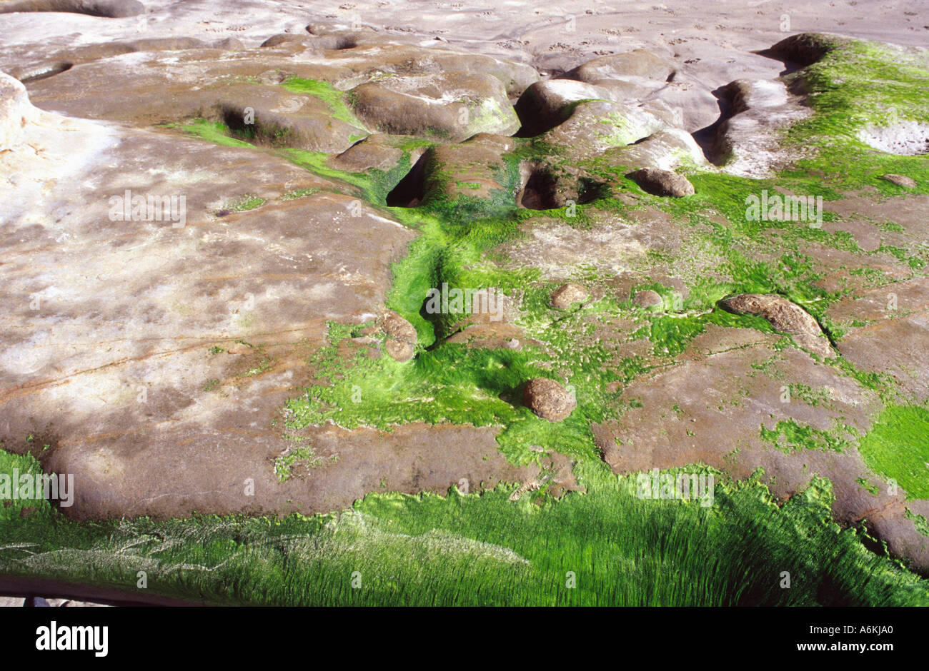 low tide on torrey pines beach Stock Photo Alamy