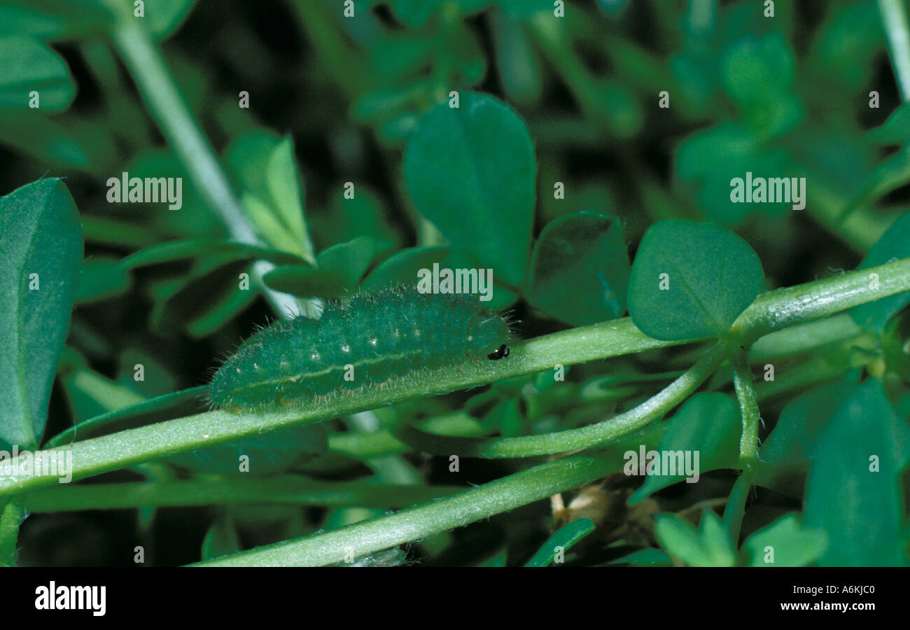 Common Blue Butterfly Polyommatus Icarus Caterpillar UK Stock Photo Alamy common-blue-butterfly-polyommatus-icarus-caterpillar-uk-stock-photo-alamy