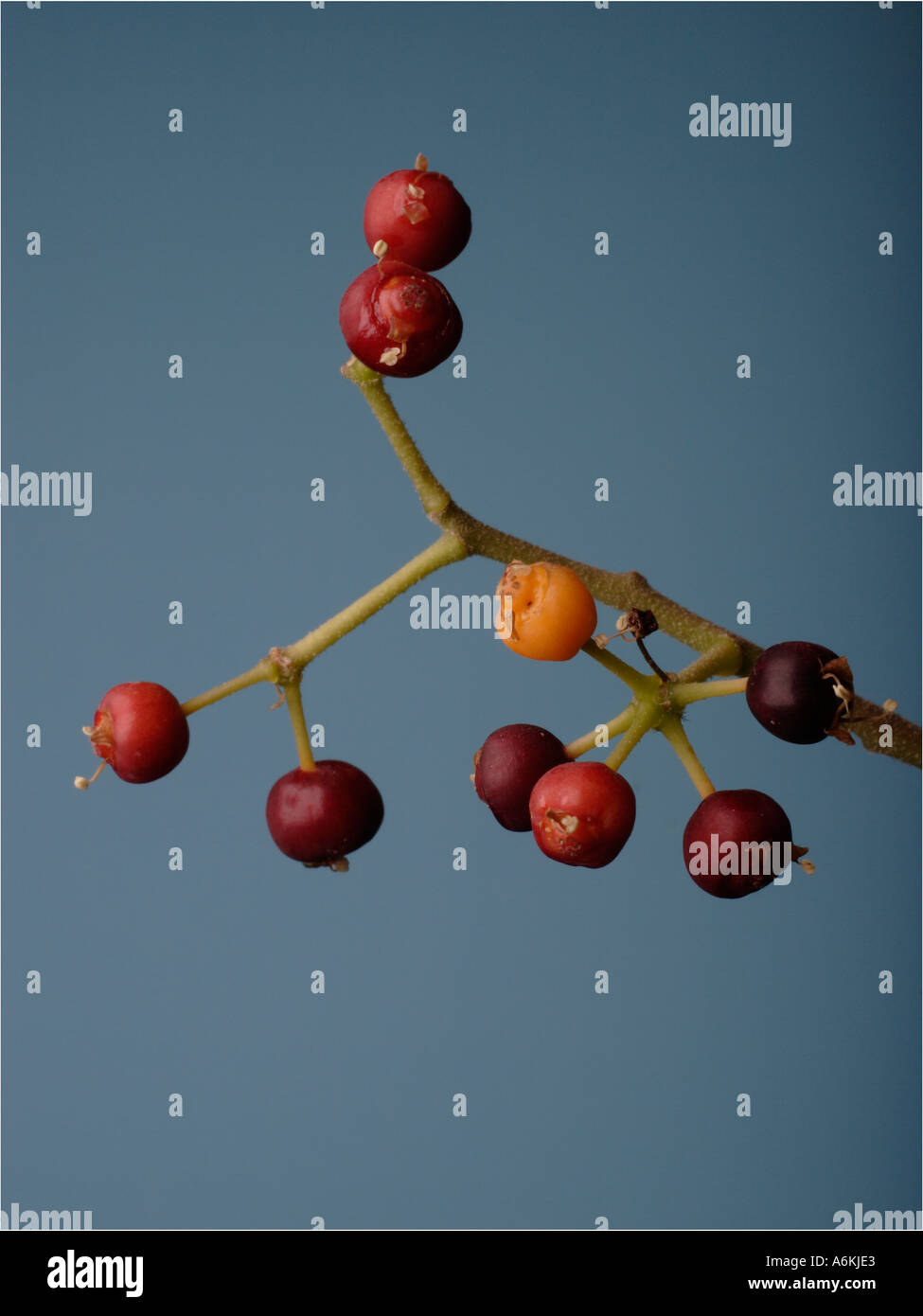 Berries of a Ficus Rubber Plant Stock Photo Alamy