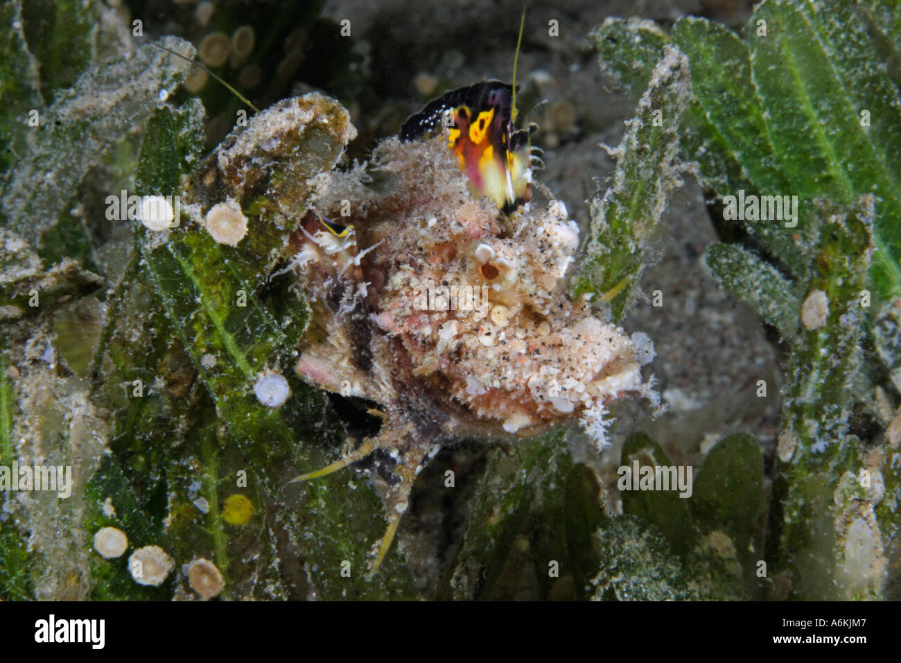 juvenile Filament devilfish under water Inimicus filamentosus Stock Photo